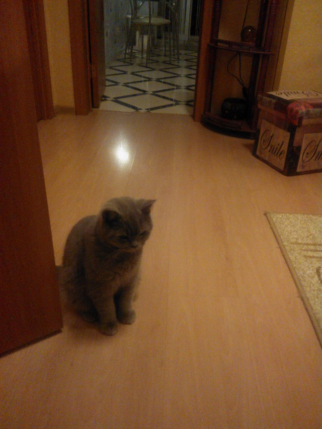 Котовторник   17.12.2013