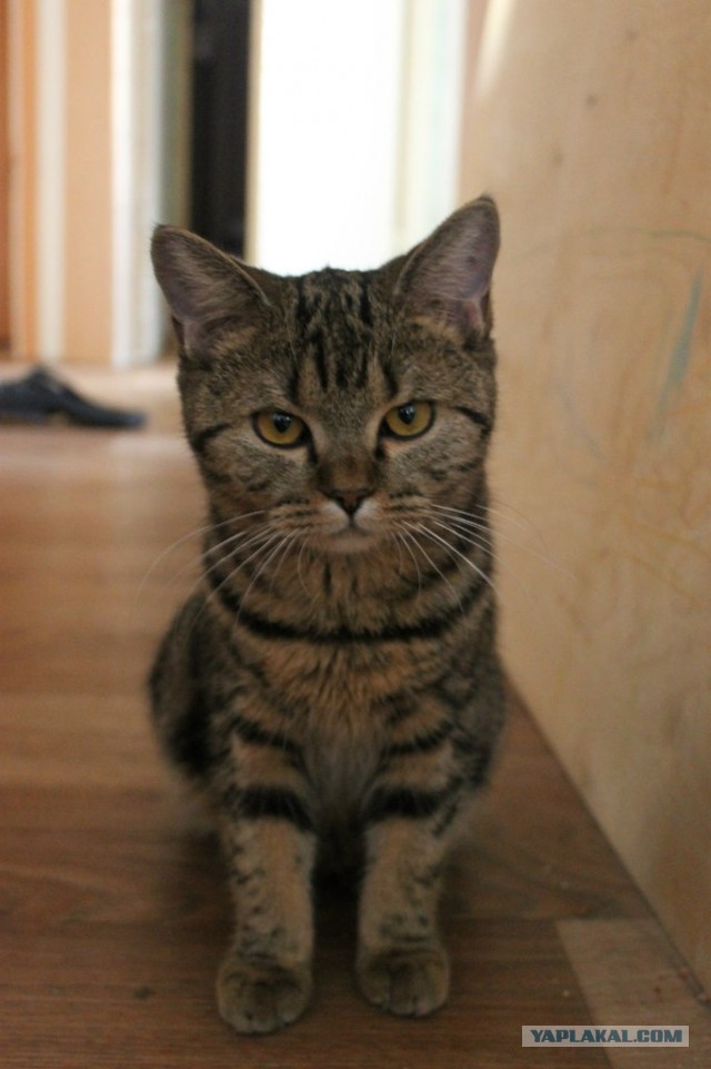 Котовторник 04.03.2014
