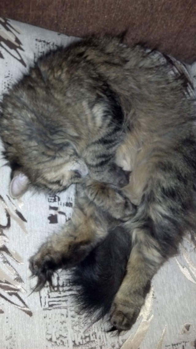 Котовторник  25.03.2014