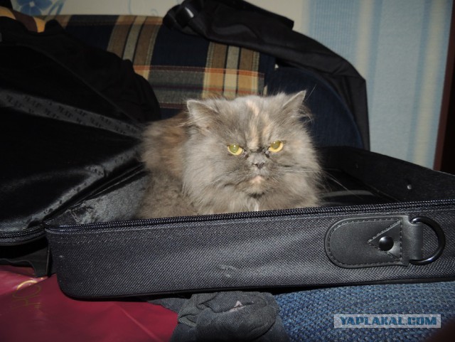 Котовторник 22.04.2014