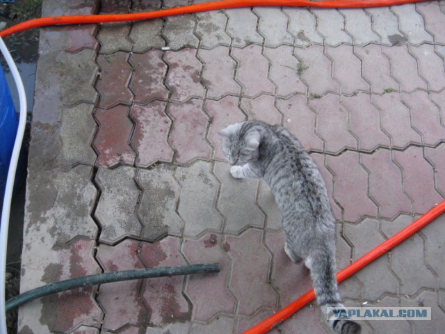 Котовторник 20.05.2014
