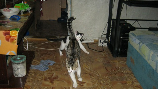 Котовторник 24.06.2014
