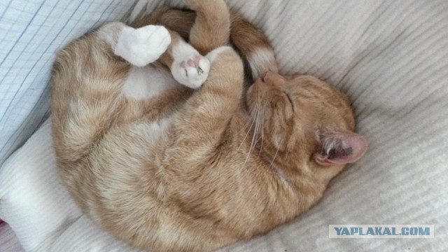 Котовторник 22.07.14