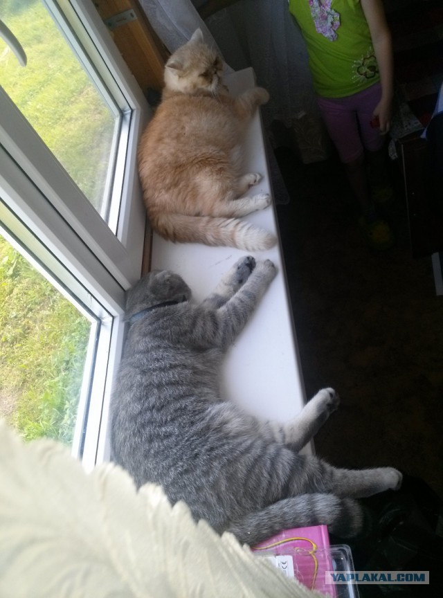Котовторник 22.07.14