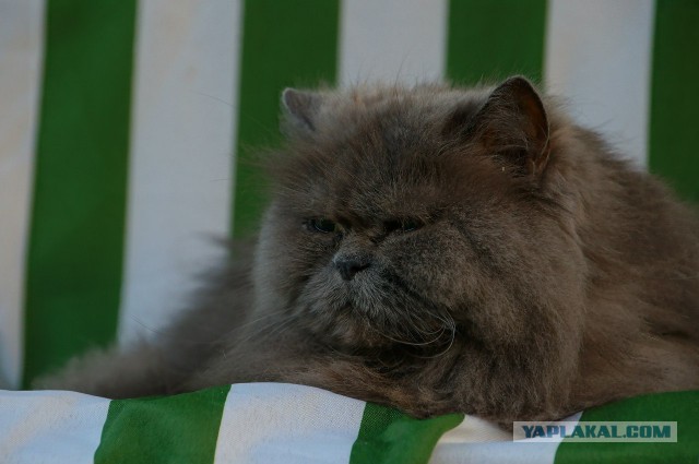 Котовторник 12.08.2014