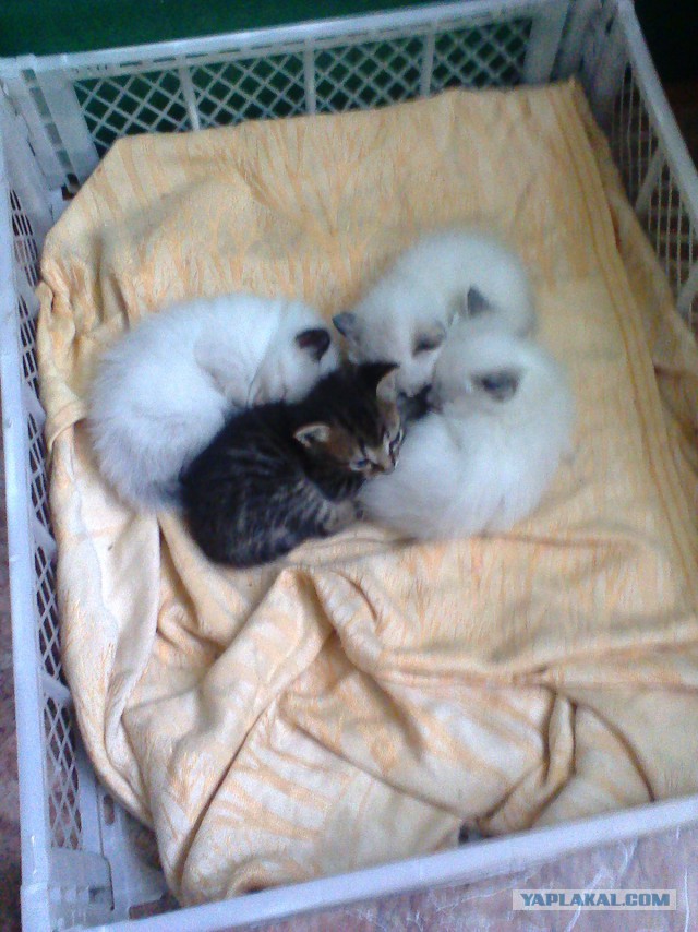 Котовторник 09.09.2014