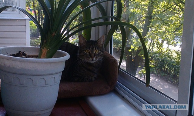 Котовторник 09.09.2014