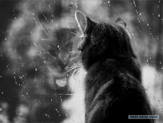 Рисованный котовторник