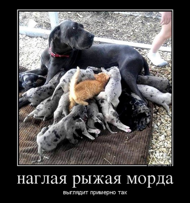 Весёлые картинки