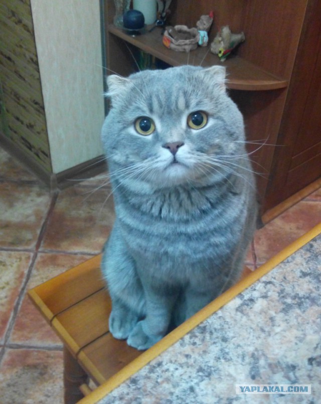 Котовторник 2.12.14