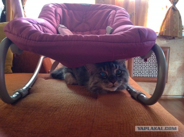 Котовторник 16.12.2014