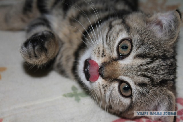Котовторник 20.01.2015