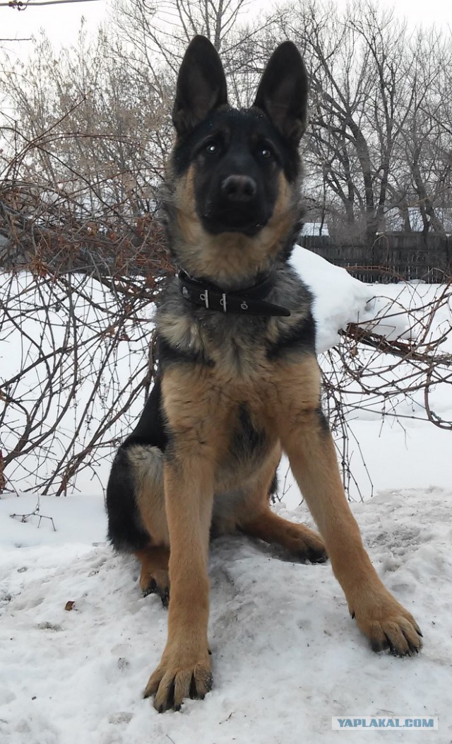 Собакочетверг 26.02.2015
