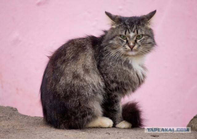 Котовторник 07 04 2015