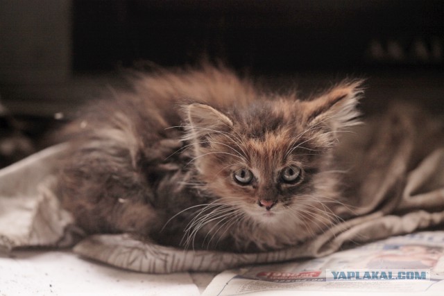 Котовторник