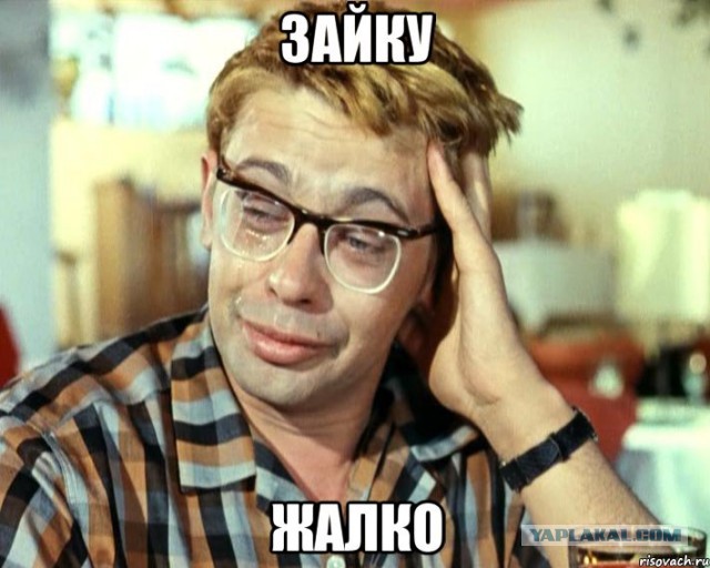 Голодный кролик решил съесть чертополох