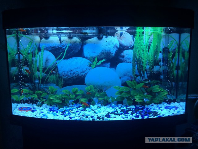 Аквариумные рыбки