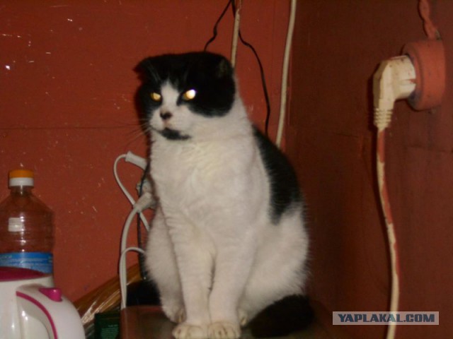 Жизнь домашнего приюта для котеек 90