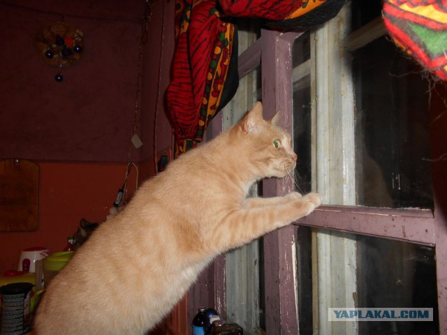 Жизнь домашнего приюта для котеек 95