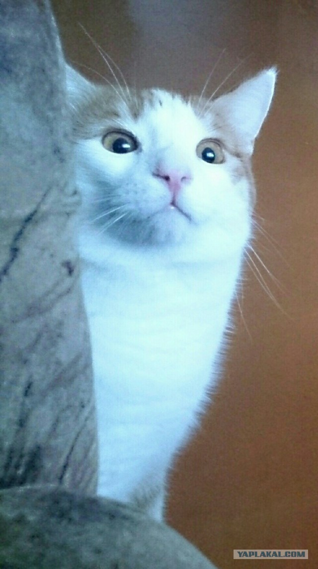 Мимимишности пост