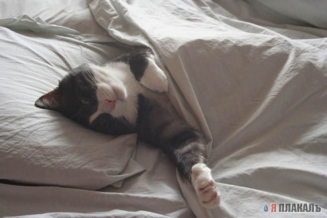 Коты, кошки, котята