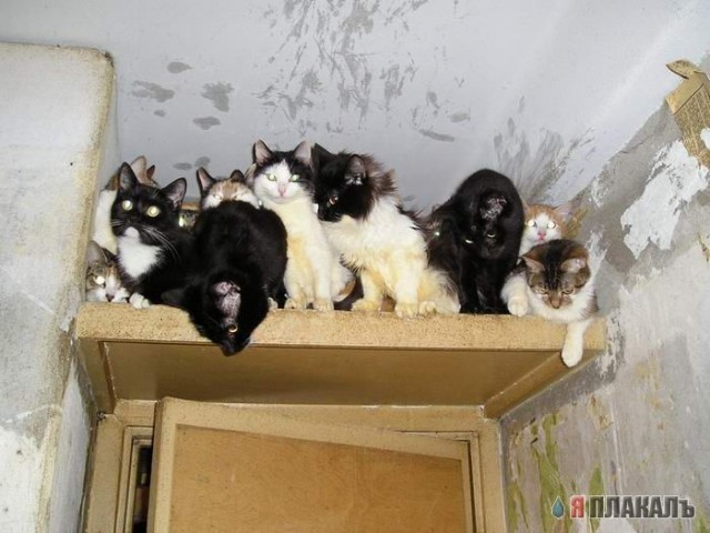 32 кота в одной квартире, жесть!
