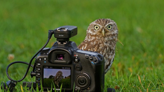 Животные и фотоаппарат