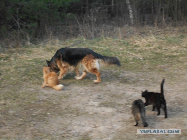 Жизнь домашнего приюта для котеек 108