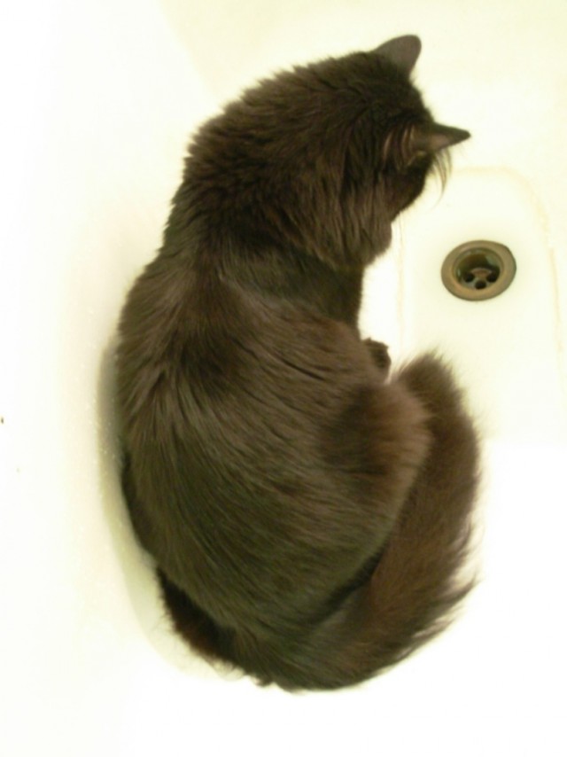 Коты, кошки, котята