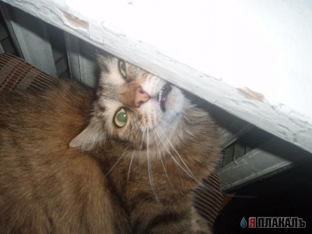 Вторничный котомёт