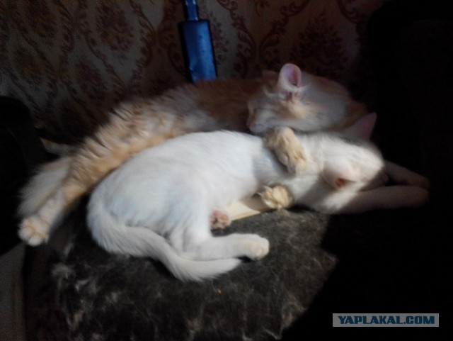 Кошка по имени Люся