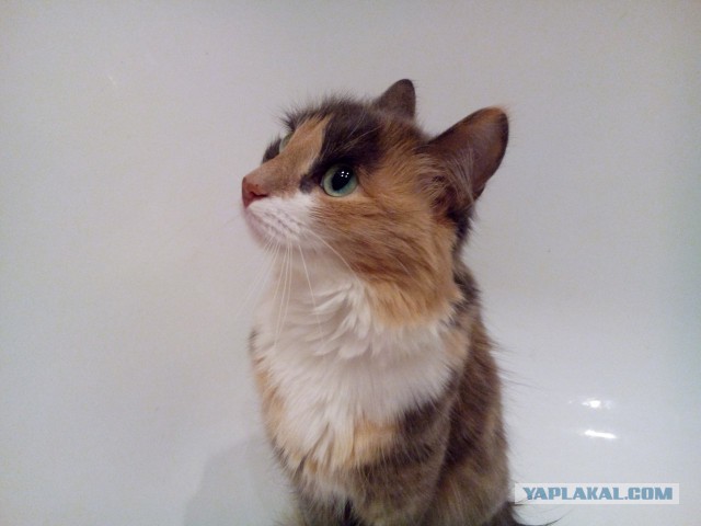Котовторник 28.06.2016