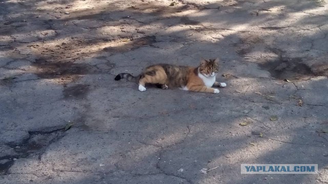 Котовторник 30.08.2016