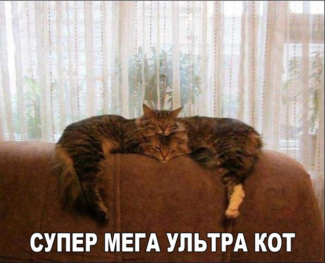 Коты из сети