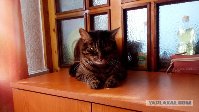 Котовторник 10.01.2017