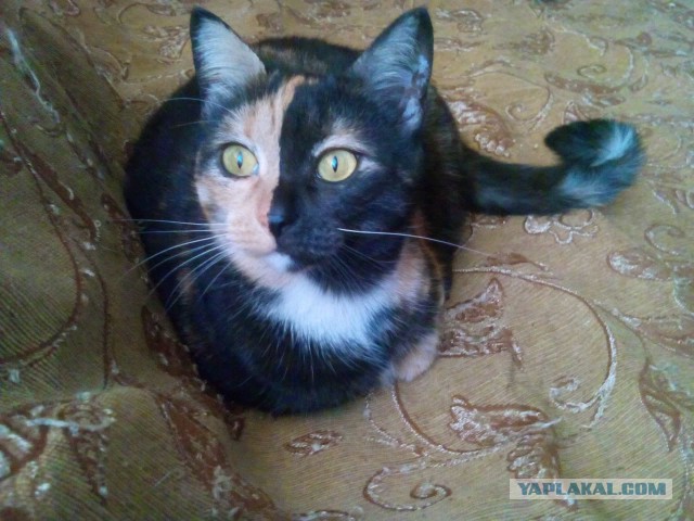 Котовторник 10.01.2017