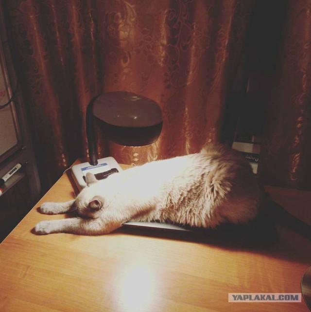 Котовторник 14.03.2017