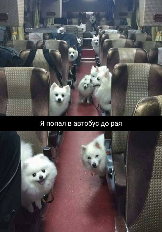 Подборка забавных животных