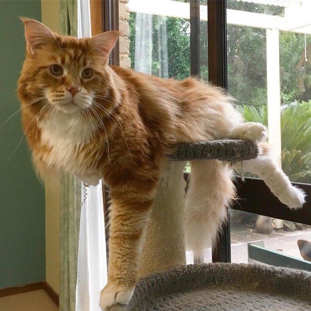 Коты и Кошки