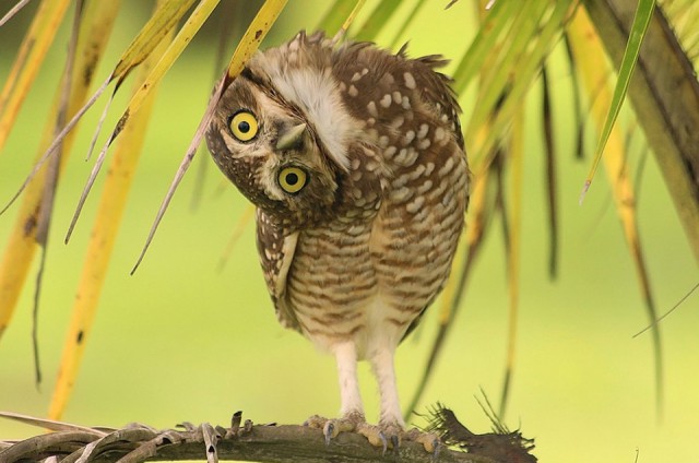 В Москве у Госдумы устроили стихийное шествие после выступления Собянина о поддержке реновации