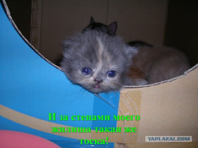 150 картинок для поднятия настроения!