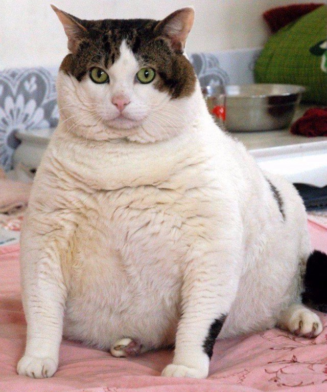 Коты и Кошки