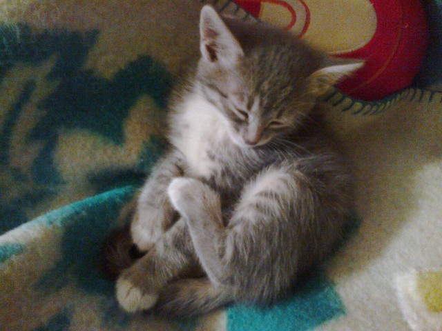 Коты и Кошки