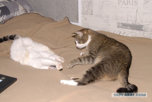Котовторник 12.12.2017