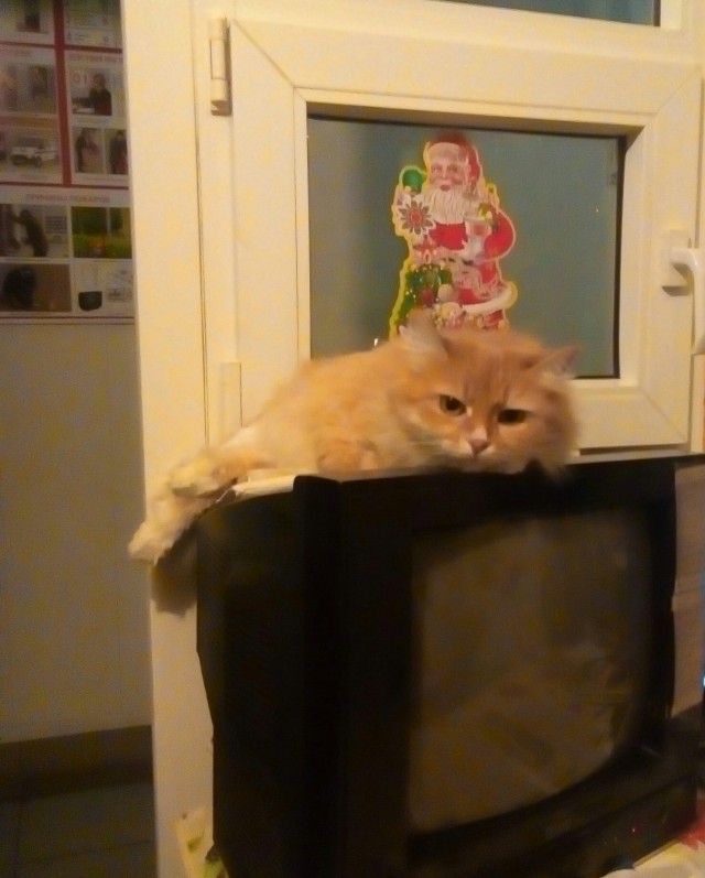 Котовторник  19.12.2017