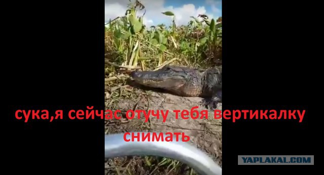 Прыжок аллигатора в лодку с туристами