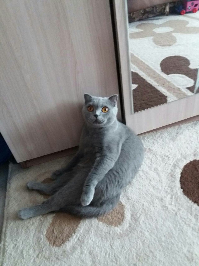 Фотобомбы котов