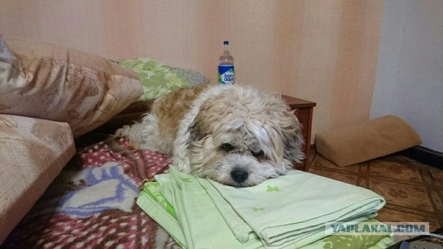 Жили-были той и стаф…