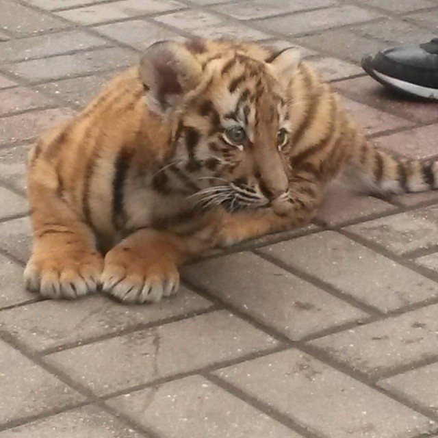 Живность из сети