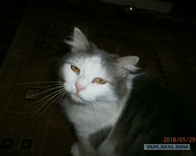 Котовторник 05.06.2018